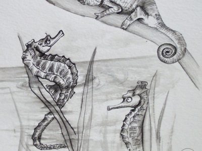 Illustration tradi